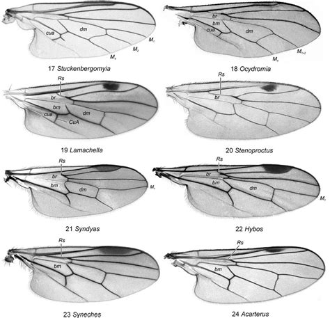 17-24. Wings of Hybotidae (dorsal view): (17) Stuckenbergomyia sp ...