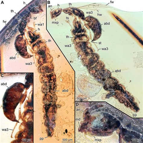 Details of supposed puncture site in the coleopteran immature by the... | Download Scientific ...