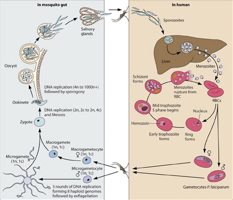 Plasmodium Life Cycle In Mosquito