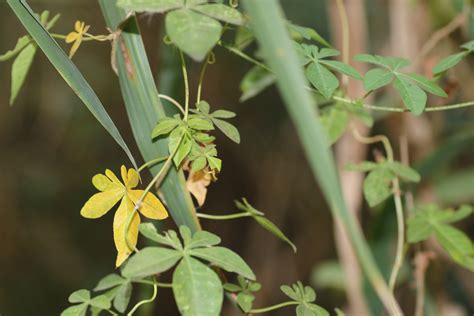 Kabale University (2022) - JRS Biodiversity Foundation