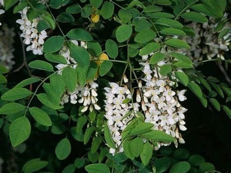 Robinia pseudoacacia Profile – California Invasive Plant Council