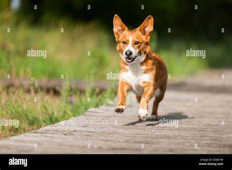 Small dog (Welsh CORGI) running on Jetty towards the camera Stock Photo - Alamy