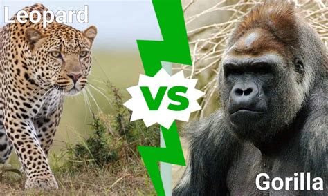 Leopard vs. Gorilla: Who Would Win in a Fight? - A-Z Animals