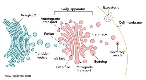 Endoplasmic reticulum - the cellular inter “NET” - definition ...