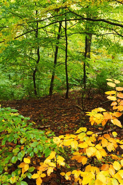 Forest In Autumn Free Stock Photo - Public Domain Pictures