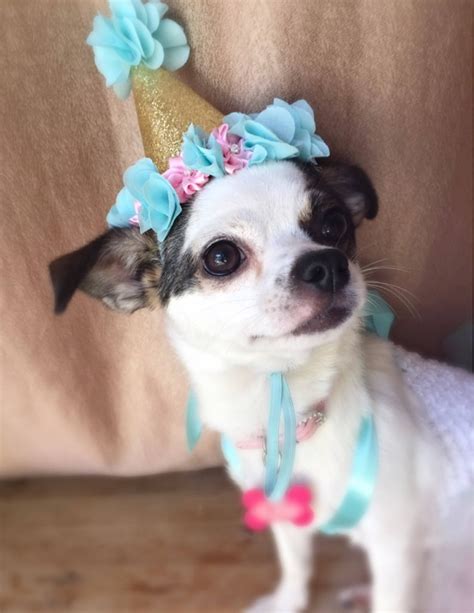 Birthday Dog Outfit Cat Birthday Mint and Pink Dog Dress | Etsy