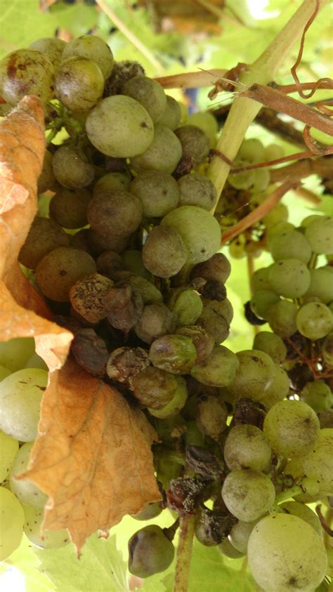 Both indoor and outdoor grapes suffer from fungal diseases which are downy mildew, powdery ...