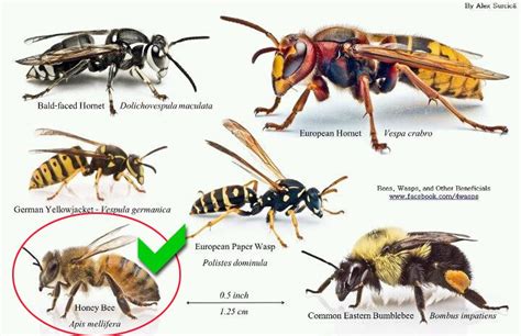 Honey Bee Identification | Warren County Ohio Beekeepers