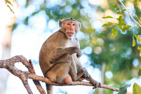 Monkey Crab-eating macaque on tree in Thailand 1026731 Stock Photo at ...