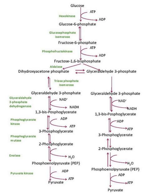 Glycolysis - Diagram, Steps, Pathway (Cycle), Products, Enzymes