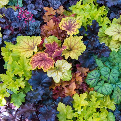 Heuchera Mix - Shade Perennial | K. van Bourgondien