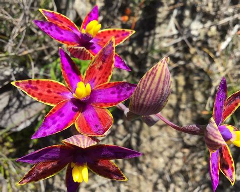 West Australian Orchids and the Art of Seduction Edgewalkers | Walking ...