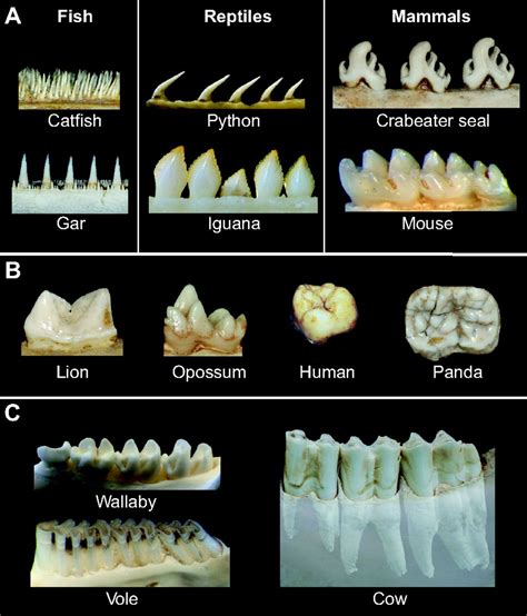 Tooth shape formation and tooth renewal: evolving with the same signals ...