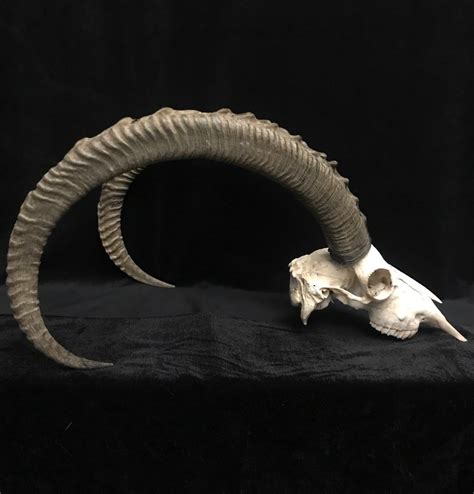 Gorgeous Ibex skull with beautiful horns, available at natur