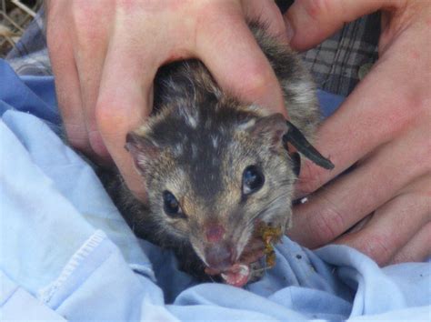 Northern Quoll by raven-2007 on DeviantArt