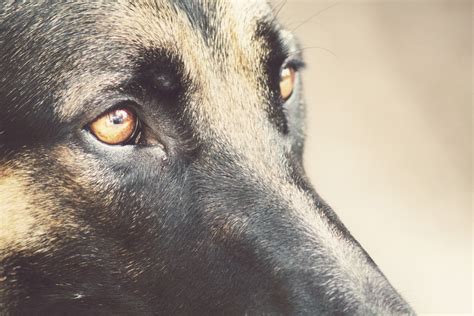 German Shepherd Eyes Free Stock Photo - Public Domain Pictures