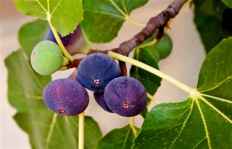 It Can Be 'A Demanding Houseplant' - How To Grow A Fiddle-Leaf Fig Tree | Horticulture Magazine