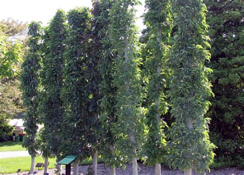 How to Grow Columnar Apple Trees in Your Urban Garden - Garden and Happy