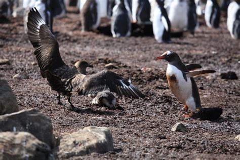 Gentoo Penguin rescues its Chick from a Brown Skua | Flickr
