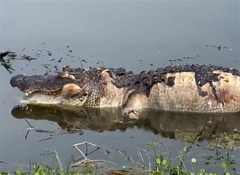 Birthday Trip Interrupted After Dead Alligator Starts Moving