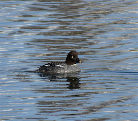 Common Goldeneye (female) | BirdForum