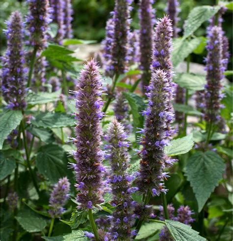 Hummingbird Mint seeds - Agastache mexicana – Garden Seeds Market ...