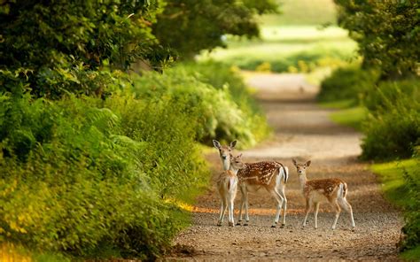 animals, Deer, Babies, Fawn, Doe, Path, Roads, Trees, Forest, Nature, Landscape, Plants, Cute ...