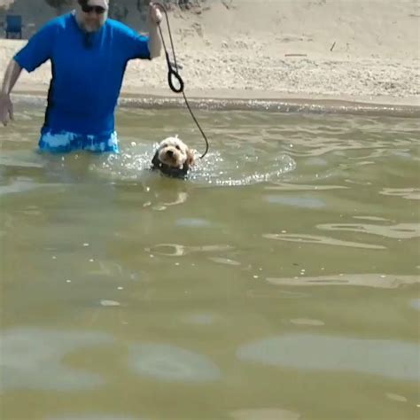 Watch out! Sharks in the water! [Video] | Corgi dachshund, Bulldog puppies, Boxer puppies