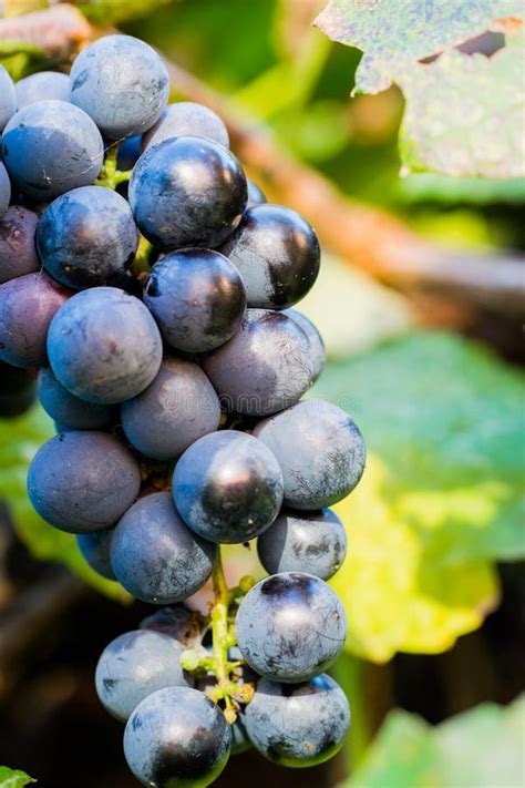 Summer Harvest of Cabernet Grapes in Napa Valley, California, USA Stock Photo - Image of ...