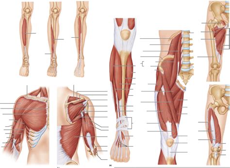 More arm muscles and front of leg Diagram | Quizlet