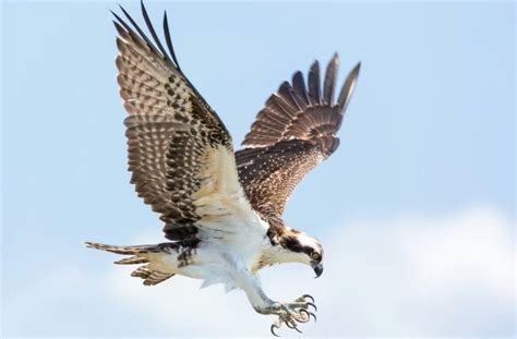 Hawk Symbolism: Spiritual Meaning, Totem, Spirit, & Omens