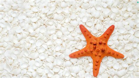 starfish, White, Shells - Animals wallpapers: 2560x1440