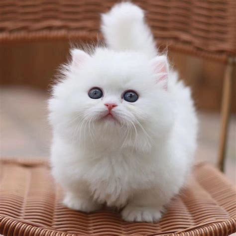 munchkin kittens for sale, Cats, for Sale, Price