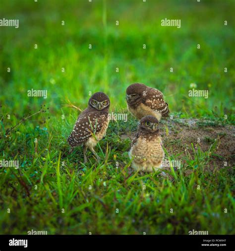 Florida Burrowing Owl Stock Photo - Alamy