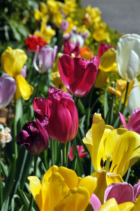 Bed Of Tulips Free Stock Photo - Public Domain Pictures