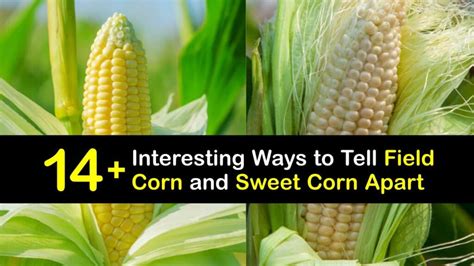 Differences between Field Corn and Sweet Corn - Corn Varieties