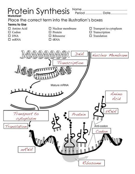 Protein Synthesis Lab Worksheet