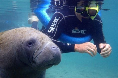 Crystal River Manatee Swim and Snorkel 2024