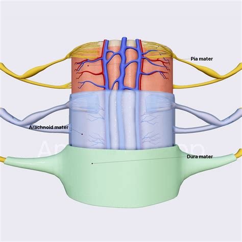 List 105+ Pictures Label The Spinal Cord Meninges And Spaces. Full HD, 2k, 4k