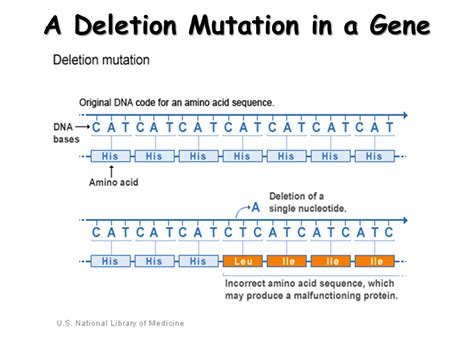 Mutations - Presentation Biology