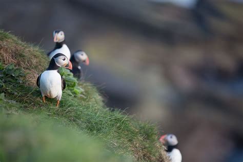 Experience Orkney's coasts and waters | Orkney.com