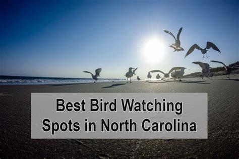 My 12 Best Bird Watching Spots in North Carolina You Should Try – Just Watching Birds