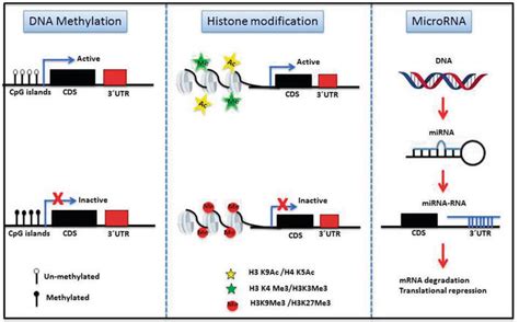 Epigenetics: Dissecting Gene Expression Alteration in PDAC | IntechOpen