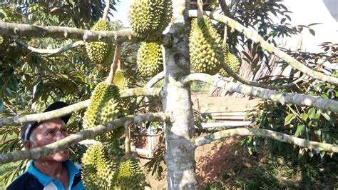 kebun durian Bawor mini berbuah lebat. #tasikmalaya - YouTube