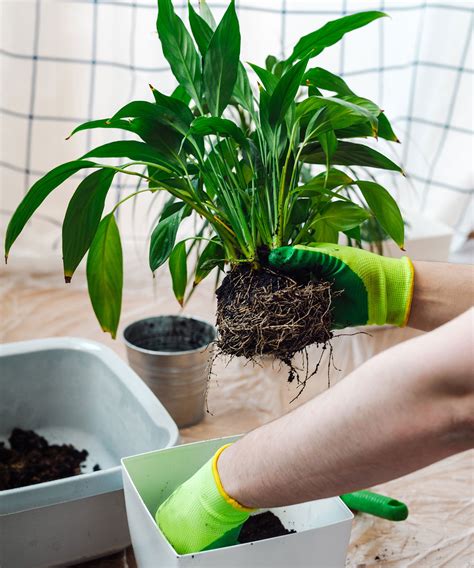 When to repot a peace lily: tips to get the timing right | Gardeningetc