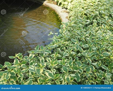 Concrete Ponds and Water Plants Stock Image - Image of plants, concrete ...