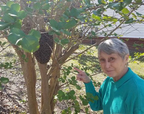 FREE Honey Bee SWARM REMOVAL. - My Green Montgomery : My Green Montgomery