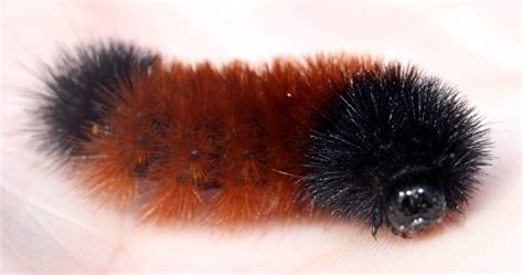 Banded Woolly Bear Caterpillar by faolruadh on DeviantArt