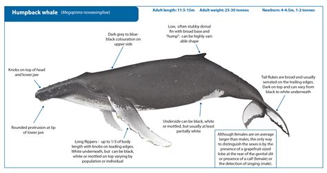 THE NEW MIGRATION | Humpback Whale Safari’s in Kenya – iN Nairobi