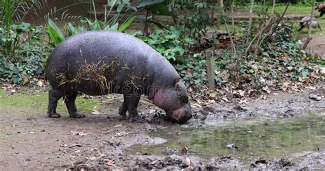 One Hippopotamus or Hippo Feeding Grazing at Zoo Stock Video - Video of closeup, food: 309941253